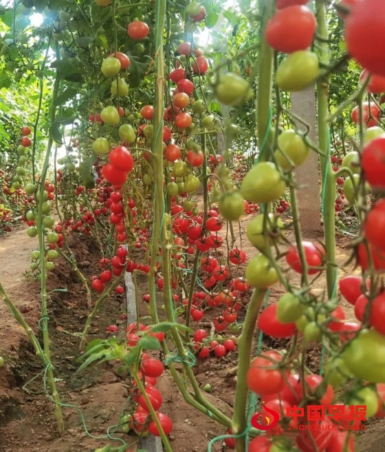 1733412158213135.jpg 640 (5)_副本.jpg