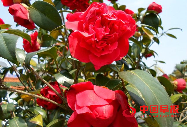 1734490402124002.png 山茶花.png