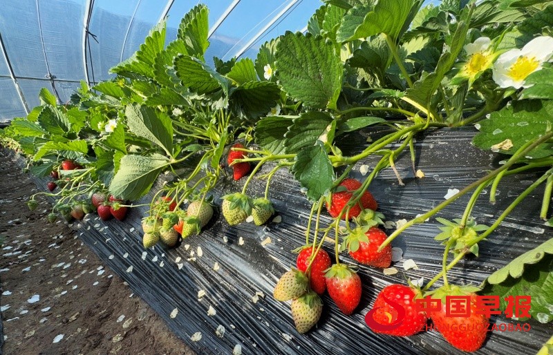 1737381452143303.jpg 2_副本.jpg