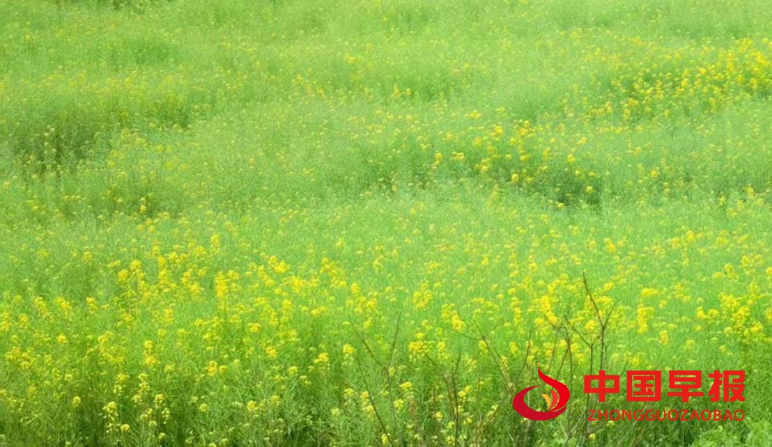 1743651449606430.jpg 333.jpg