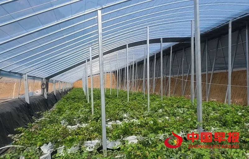 1744253262135595.jpg 640 (1)_副本.jpg