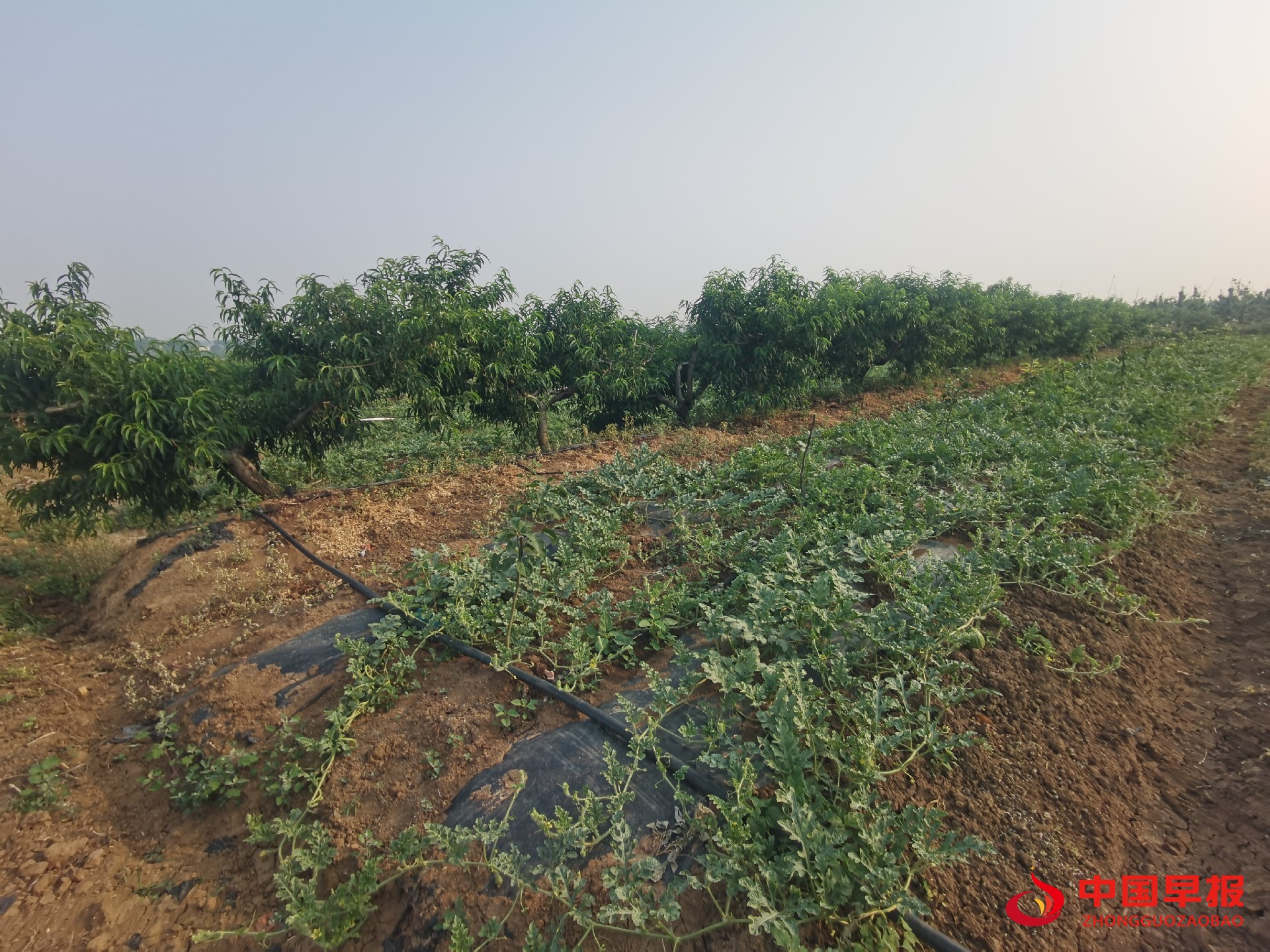 1748905300108233.jpg 1748905300108233.jpg