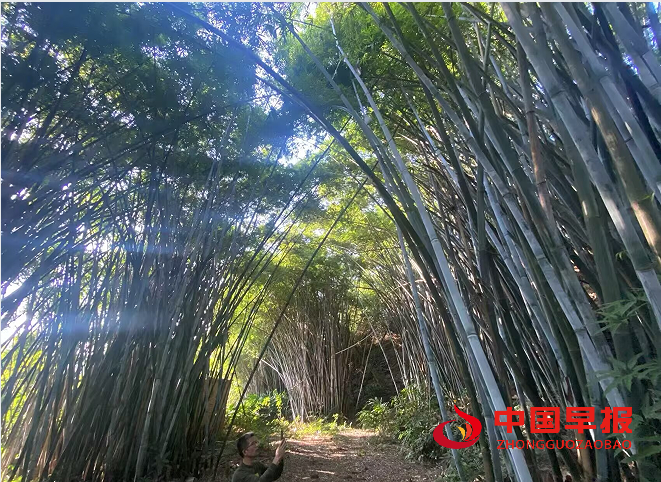 1750564720679406.png 12参观竹林.png