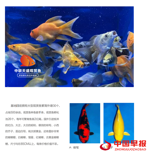 世界观赏鱼看中国 中国观赏鱼看河南——中联天盛河南文旅奋力打造河南“水下粮仓”(图3)