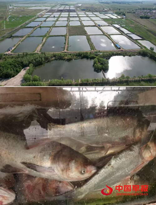 农安县三岗镇永远村：兵支书领航振兴路，特色物产誉乡邻(图7)