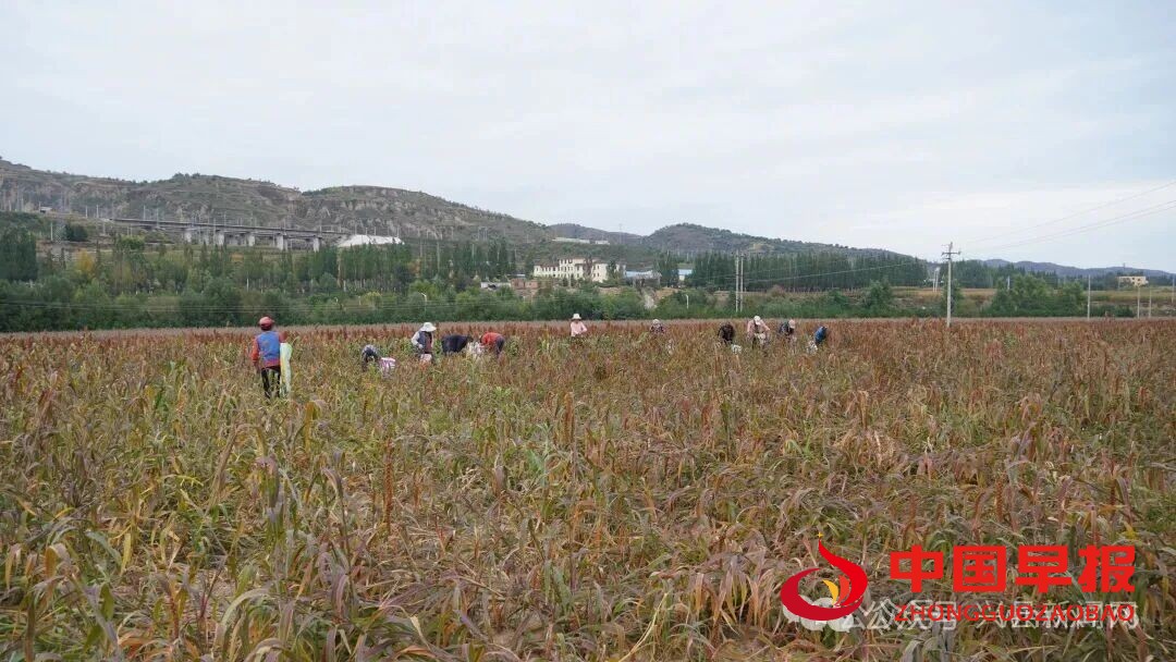 1760082521125266.jpg 图片03.jpg