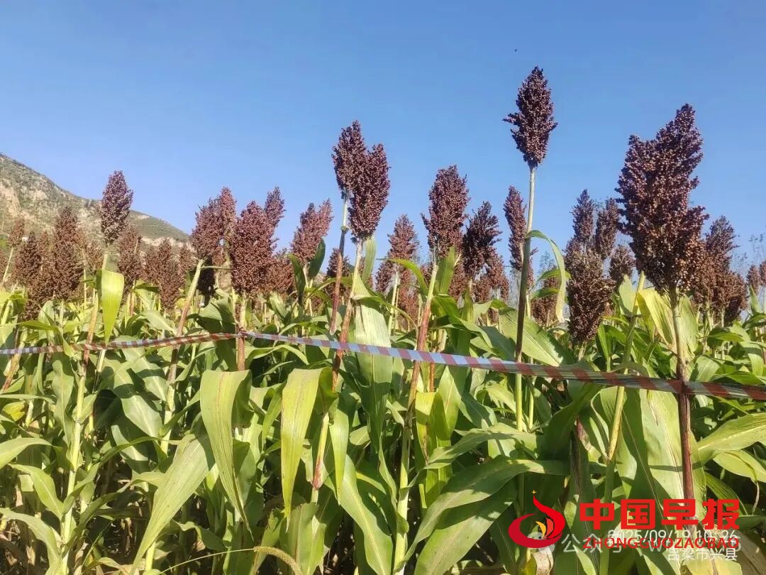 1760086171109123.jpg 图片010.jpg