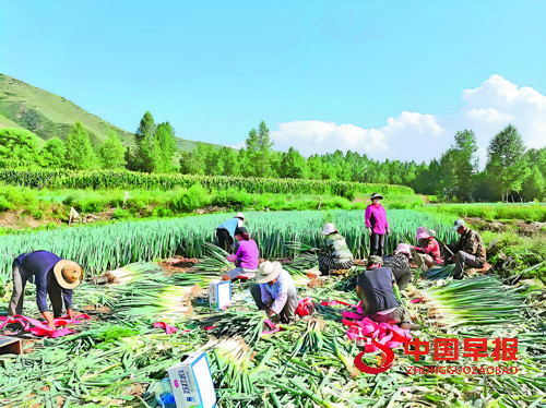 特色产业蓬勃发展 品牌建设成效显著：青海海东特色农业结硕果(图5)