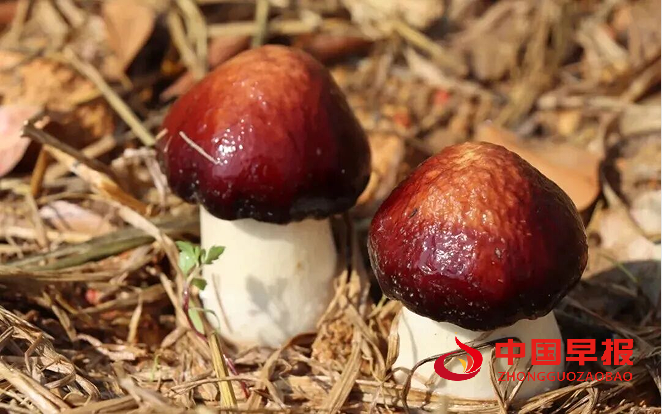 1766282141100091.png 11.png